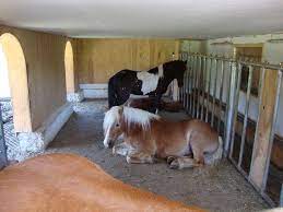 offenstall fur 4 pferde google suche pferde hubsche pferde pferdehof