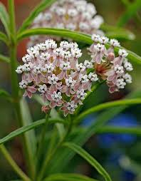 Mexican Whorled Milkweed Asclepias Fascicularis Inhabits Ca Id Or Ut Wa Asclepias Milkweed Plants
