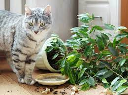 kedileri bitkilerden uzak tutmak icin ne yapmalisiniz bi tki kedi saksi