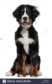 Nun hab ich gelesen dass berner sennenhunde sehr anfällig für hd und ed sind. Berner Sennenhund 5 Monate Alt Sitzt Vor Weissem Hintergrund Stockfotografie Alamy