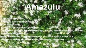 Image result for Turraea obtusifolia