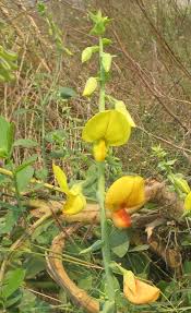 Image result for Crotalaria valida