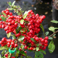 Image result for Pyracantha coccinea red column