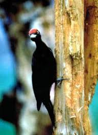 Scarica meravigliose immagini gratuite su picchio nero. Picchio Nero Villaggio Globale