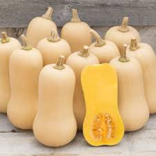 Image result for Buchnera nuttii