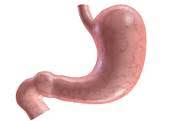 Image result for human stomach