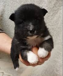 Black And White Pomsky With Blue Eyes F2 Pomsky For Sale Katiebrooke Kennels Pomsky Specialists Pomsky Puppies Pomsky Puppies
