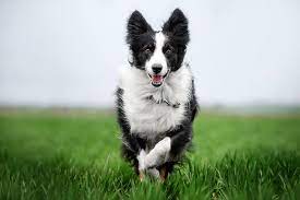 Why Do Dogs Eat Grass Berkeley Vet Blog