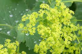 Nicotiana are perennial plants that belong to the solanaceae family and are mostly native to brazil or argentina. Green Flowers From Beautiful To Bizarre Gardener S Path