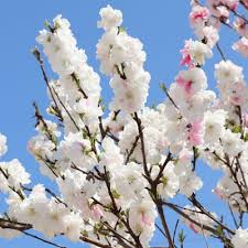 We did not find results for: Peppermint Flowering Peach Tree Bob Wells Nursery U S Shipping
