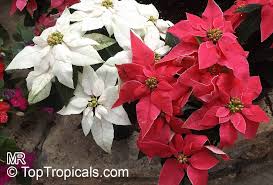 Image result for Euphorbia pulcherrima