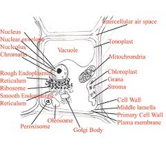 Being able to visualize the project in 3d allows us to do precise project. Plant Cell Sketch At Paintingvalley Com Explore Collection Of Plant Cell Sketch