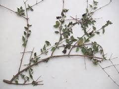 Image result for Tinnea rhodesiana