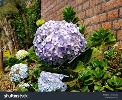 Image result for Cercospora hydrangea