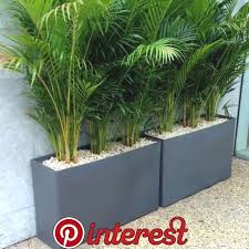 Troge Eco Green Office Pflanzen Baume Im Jahr 2019 Terrassenpflanzen Balkon Garten Balkon Ba In 2020 Potted Plants Patio Potted Plants Outdoor Patio Plants