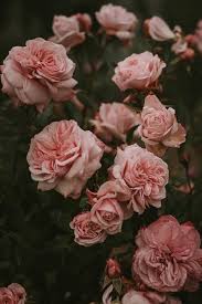 Tons of awesome pink flower desktop wallpapers to download for free. Flowers 100 Best Free Flower Petal Plant And Pink Photos On Unsplash Beautifulflower Flower Background Wallpaper Flower Aesthetic Flower Iphone Wallpaper