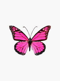 Hot Pink Butterfly Sticker By Emmagsheehan Hot Pink Butterfly Hot Pink Wallpaper Pink Butterfly