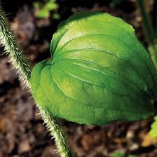 I'm covering the root beer plant sarsaparilla and the extremely. Medicinal Uses Of Sarsaparilla Heirloom Gardener Herbalism Herbal Medicine Medicinal Plants