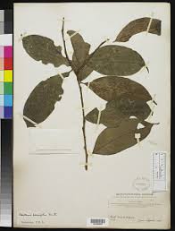 Image result for Heisteria