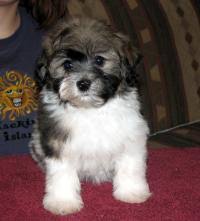 Available havapoos puppies for sale in pa serving pa, md, ny, nj, de, ri, va, wv, ct and washington dc for over 40 years! Havanese Breeders Near Woodstock Illinois