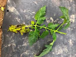 Image result for Septoria leaf spot of tomato