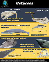 Diferencias entre odontocetos y misticetos