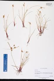 Image result for Cyperus squarrosus