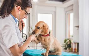 File A Claim Petpartners Pet Insurance