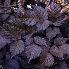 There are three basic leaf shapes, excluding those of conifers: 15 Of The Best Astilbe Varieties Gardener S Path