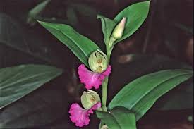Image result for Brachycorythis ovata