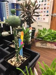 The society began in 1960, but it wasn't until 1999 that wiedhopf and a few of his fellow members began rescuing cacti. National Capital Cactus And Succulent Society Posts Facebook