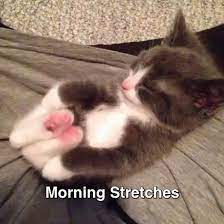 Kitty Models His Morning Stretches Gif Modelkitty Cats Stretches Discover Share Gifs Baby Animals Best Cat Gifs Cats