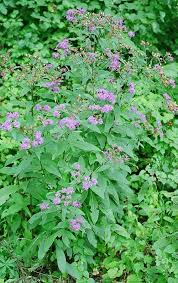 Image result for Vernonia