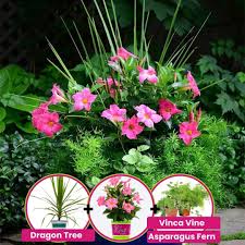 Image result for Dactyladenia