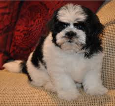 Male Black And White Shichon Bichon Frise Shih Tzu Hybrid Puppy Dog Teacup Puppies Maltese Puppy Pictures Maltese Puppy