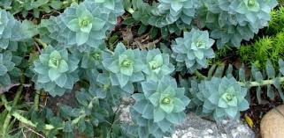 The colorful flowers bring joy and add color to the winters. Winter Care Of Succulents Today S Homeowner