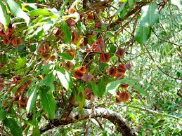 Image result for Combretum erythrophyllum