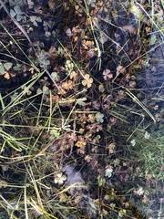 Image result for Marsilea villifolia