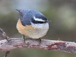 We did not find results for: Red Breasted Nuthatch Bird News The Wood Thrush Shop