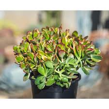 Image result for Crassula lanceolata
