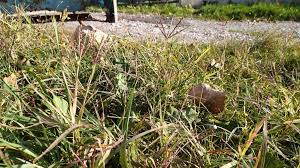 Image result for Cynodon incompletus