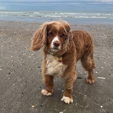 Maybe you would like to learn more about one of these? Cocker Spaniel Pdsa