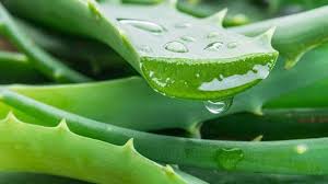 15 khasiat lidah buaya untuk kulit muka agar putih berseri. 3 Cara Guna Aloe Vera Yang Betul Untuk Hilangkan Jerawat Dan Parut Degil Kartel Dakwah