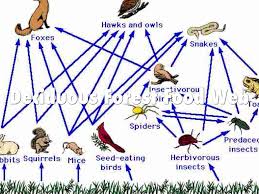 What is a food chain simple definition? Simple Deciduous Forest Food Web