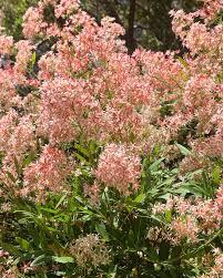 Image result for Loxostylis