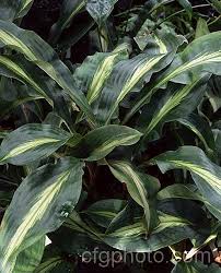 Image result for Palisota