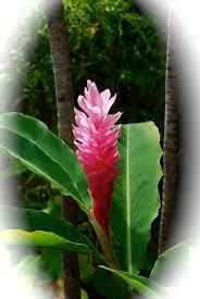 Oahu Hawaii Ginger Plant Hawaiin Flowers Ginger Plant Plants
