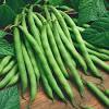 Bush beans often come in all at once, so stagger your plantings every two weeks to get a continuous harvest. Https Encrypted Tbn0 Gstatic Com Images Q Tbn And9gcquxqojjivrgisdasxefphak Ssuuf0vhhnc9yieypm Ih0rjr2 Usqp Cau