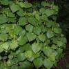 The taste of warm kava tea is unpleasant for new drinkers. Https Encrypted Tbn0 Gstatic Com Images Q Tbn And9gcqiwp0iz4 Eubjlzmjpsq6dxmzyzhh1byvdu Qnn 93kyod40o Usqp Cau
