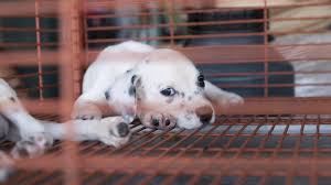Search our extensive list of dogs, cats birds and other pets available for sale and rescue near you. When Your Pandemic Puppy Doesn T Work Out Bbc News